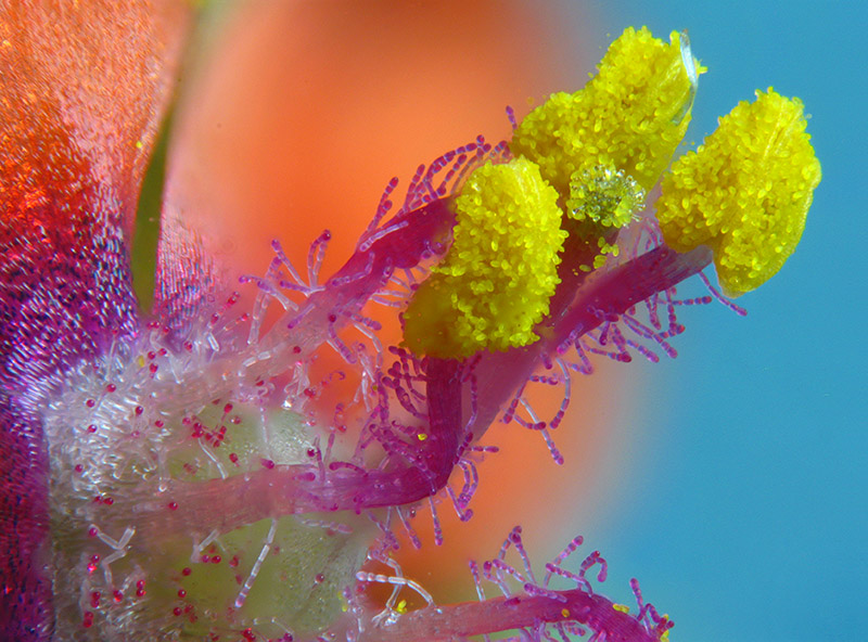 Lysimachia arvensis / Mordigallina